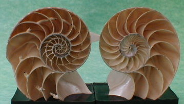 ammonite039.jpg