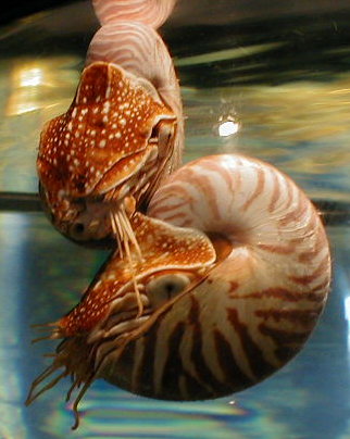 ammonite042.jpg