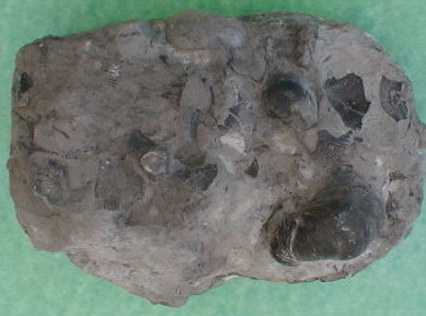 fossile001a.jpg fossile001a.jpg