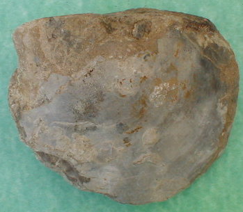 fossile002.jpg fossile002.jpg