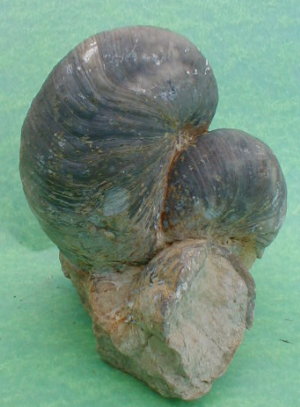 fossile003.jpg fossile003.jpg