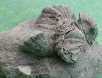 fossile004.jpg fossile004.jpg