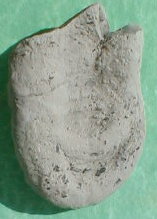 fossile005.jpg fossile005.jpg