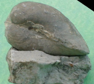 fossile006.jpg fossile006.jpg