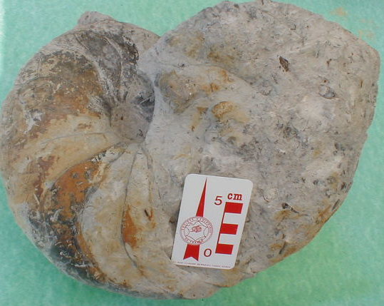 fossile007.jpg