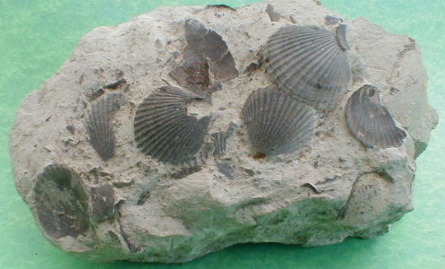 fossile008.jpg fossile008.jpg
