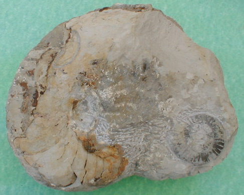 fossile010.jpg