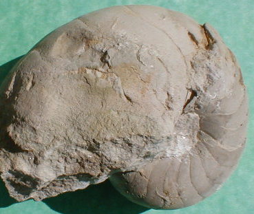 fossile030.jpg
