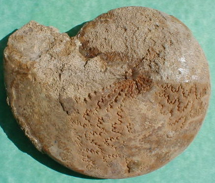 fossile040.jpg