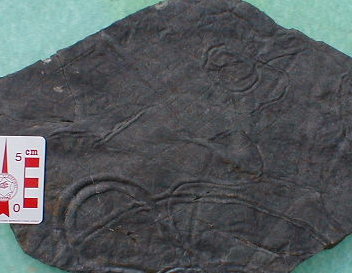 fossile042.jpg