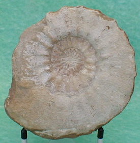 fossile061.jpg fossile061.jpg