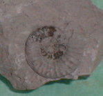 fossile062.jpg fossile062.jpg