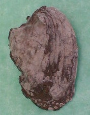 fossile063.jpg