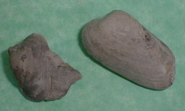 fossile064.jpg fossile064.jpg