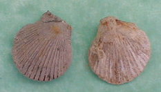 fossile067.jpg fossile067.jpg