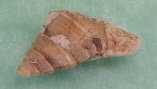 fossile070.jpg
