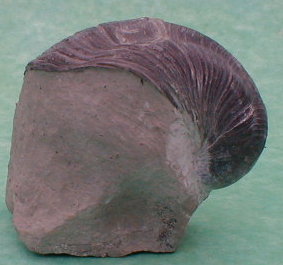fossile074.jpg fossile074.jpg