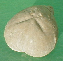 fossile087.jpg