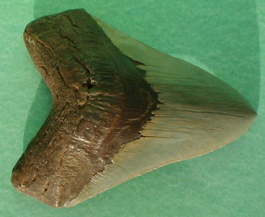 fossile095.jpg