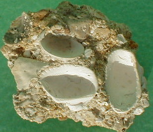 fossile099.jpg
