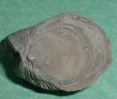 fossile151.jpg