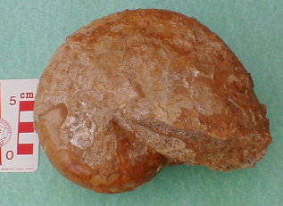 fossile173.jpg