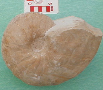 fossile174.jpg