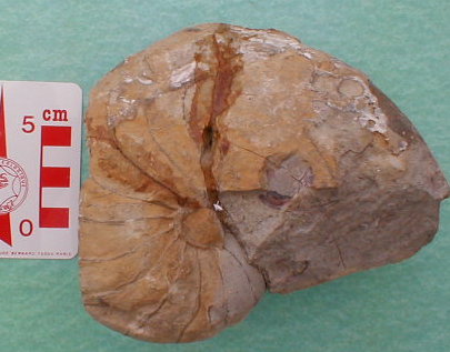 fossile183.jpg