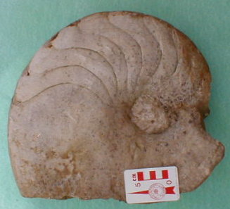 fossile190.jpg