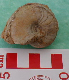 fossile196.jpg