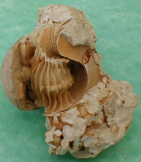 fossile197a.jpg