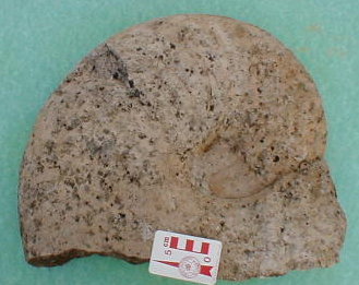 fossile198.jpg