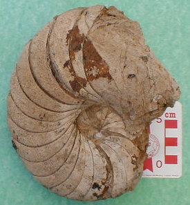 fossile199.jpg