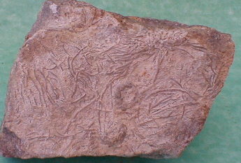 fossile208.jpg