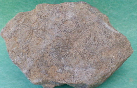 fossile209.jpg