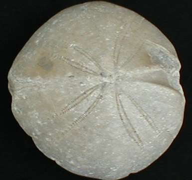 fossile214.jpg