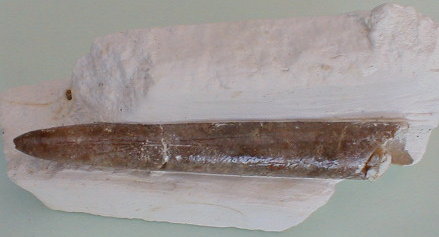 fossile216.jpg