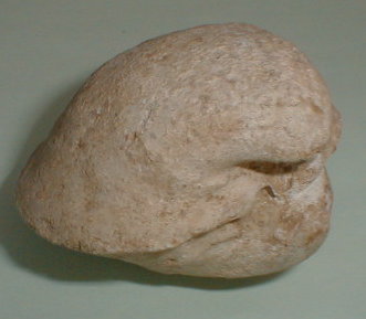 fossile235.jpg