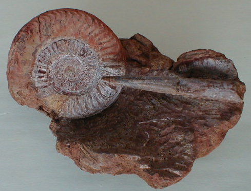 fossile237.jpg