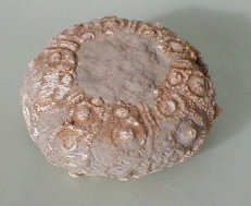 fossile242.jpg
