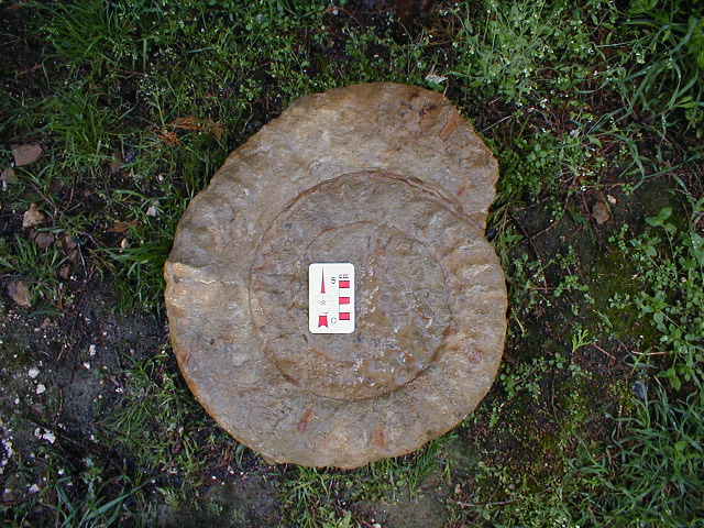 fossile247.jpg fossile247.jpg