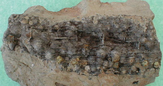 fossile257.jpg fossile257.jpg