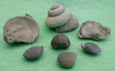 fossile258.jpg fossile258.jpg