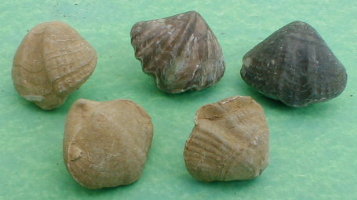 fossile259.jpg fossile259.jpg
