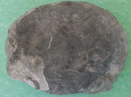 fossile260.jpg fossile260.jpg