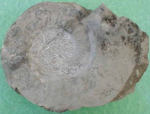 fossile261.jpg fossile261.jpg