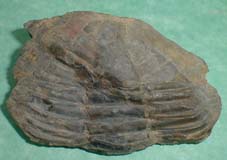 fossile060a