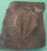 fossile131