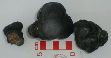 nodules05.jpg